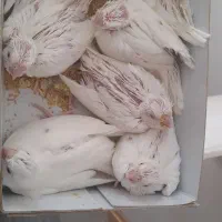 عروسسرلاکی