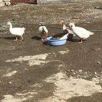 بوقلمون و غاز|حیوانات مزرعه|نقده, |دیوار