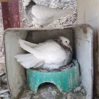 طوقی هفترنگ با جوجه