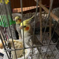 عروس هلندی نر و ماده آهویی زیبا|پرنده|رشت, گلسار|دیوار