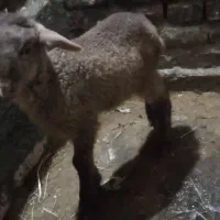 بره نر شیری|حیوانات مزرعه|آستارا, |دیوار