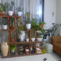 گل و گیاه