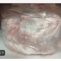 اسکلت