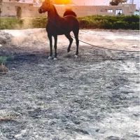 فروش مادیان۴ساله