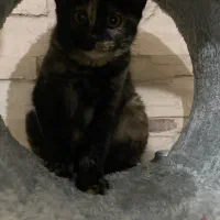 واگذاری پیشی کوچولو|گربه|رشت, سعدی (تختی)|دیوار