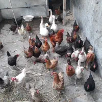 قوغاز خروس مرغتخمگذار