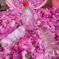 گلاب و نعنا طبیعی