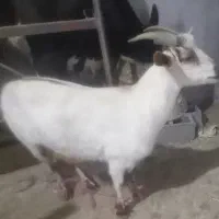 بز سانن|حیوانات مزرعه|تربت جام, میان جام|دیوار