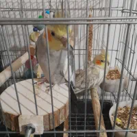 بخاطر جا نداشتن