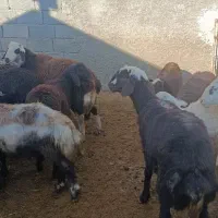 16راس بره نر و ماده