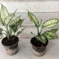 اگلونما سالم و رو ب رشد