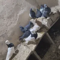 کبوتر|پرنده|تربتحیدریه, طالقانی|دیوار