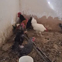 خروس محلی اصل درجه یک و درشت 2500گرمی شیراز|حیوانات مزرعه|شیراز, ده پیاله|دیوار