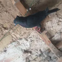 کبوتر بلند پرواز|پرنده|قرچک, مهدیه|دیوار