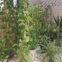 گل طبیعی و سرحال|گل و گیاه طبیعی|مینودشت, |دیوار