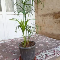 نخل مرداب