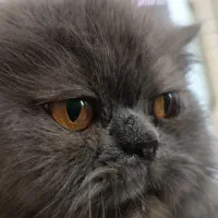 گربه پرشین|گربه|قزوین, |دیوار