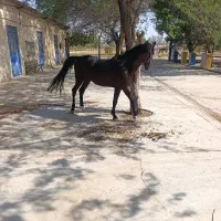 نریون درهشور