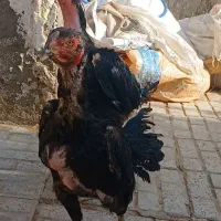 مرغ خروس لاری  ومحلی و بقلمون ومعاوضه باکفتر رنگه|حیوانات مزرعه|قاسم‌آباد (خواف), |دیوار