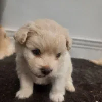 اشپیتژ ترکیبی پامر نازو گوگولی