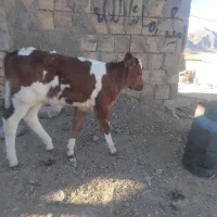 گاو|حیوانات مزرعه|گلپایگان, |دیوار