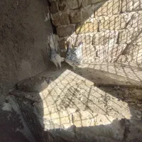 ۳تا هفت رنگ|پرنده|محمدیه-قزوین, |دیوار