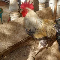 خروس محلی چاق|حیوانات مزرعه|بهشهر, |دیوار