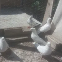 کبوتر