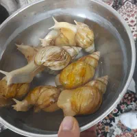 حلزون آچاتینا ۶ الی ۷ ماهه