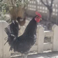 خروس گلین سیاه خال سوزنی