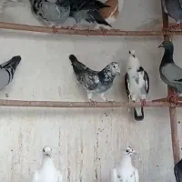 کبوتر غریب گرگان با فیلم پرش