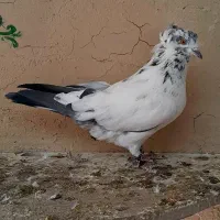 بلند پرواز|پرنده|خوانسار, |دیوار