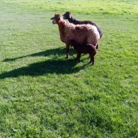 میش بره دار