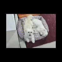 گمشده مژدگانی ده میلیون|سگ|یاسوج, |دیوار