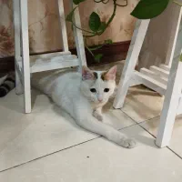 گربه گمشده|گربه|اسلامشهر, شهرک قائمیه|دیوار