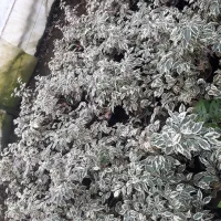 گلهای اپارتمانی|گل و گیاه طبیعی|کوچصفهان, |دیوار