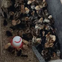 جوجه گلپایگان