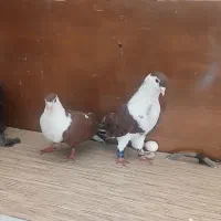 ‌رنگه‌کلاغ‌دم‌پرخال‌سیاه‌‌‌ ساده‌سرخ
