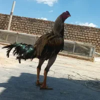 جوجه صابونی۱۰ماه نسل