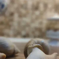 منبع فروش حلزون و کلاژن   +توضیحات چک شود|خزنده|کرج, باغستان|دیوار