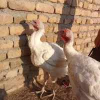 فروش 2عددبوقلمون