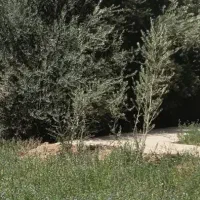 علف یونجه اسبس خشک ۱۸۰ کیلو