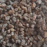 کشمش افتابی|خوردنی و آشامیدنی|قم, ولیعصر|دیوار