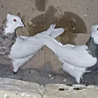 یک جفت پرشی قلمکار عتیقه و یک جفت طوقی خالدار|پرنده|سیرجان, |دیوار