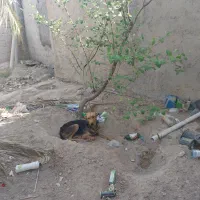 واگذاری سگ