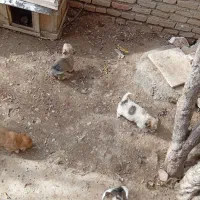 توله سگ پاکوتاه|سگ|نوشین شهر, |دیوار