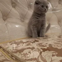 بچه گربه اسکاتیش اصیل شاه طوله