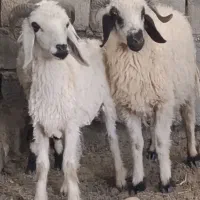 سه راس بره نر