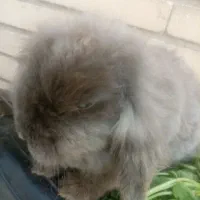 خرگوش لوپ نر و ماده