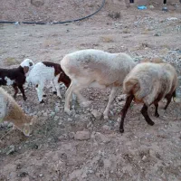 چهارمین جوان شیره داره بره درشت فروشی